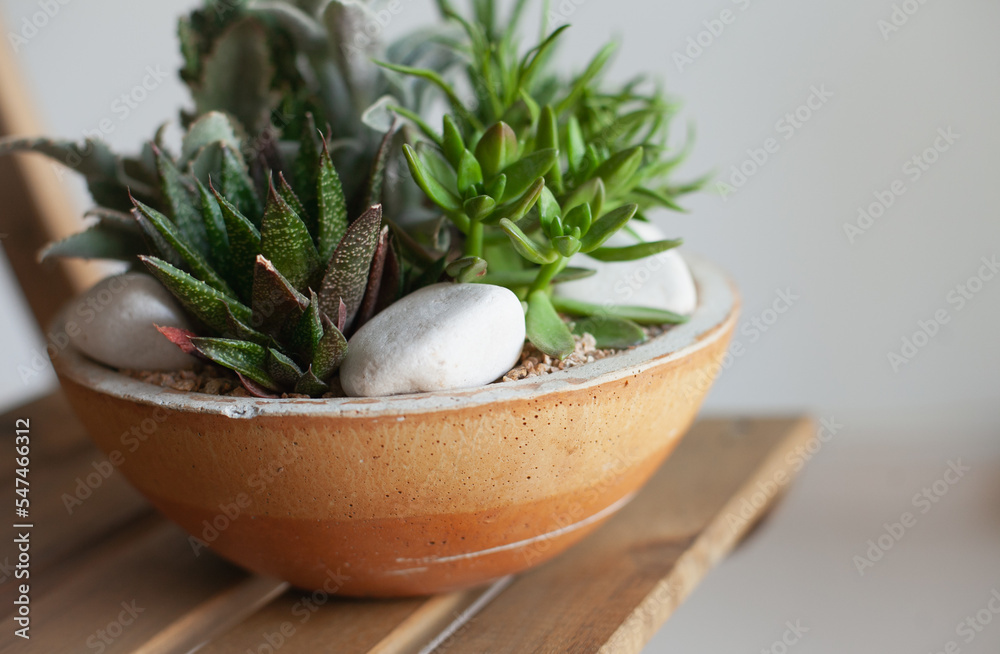 Succulent mini garden. Home decor with our easy-to-care-for cactus and succulent dish garden. Miniature succulents selection decoration. Succulent mini garden. Home decor with our easy-to-care-for cactus and succulent dish garden. Miniature succulents selection decoration.