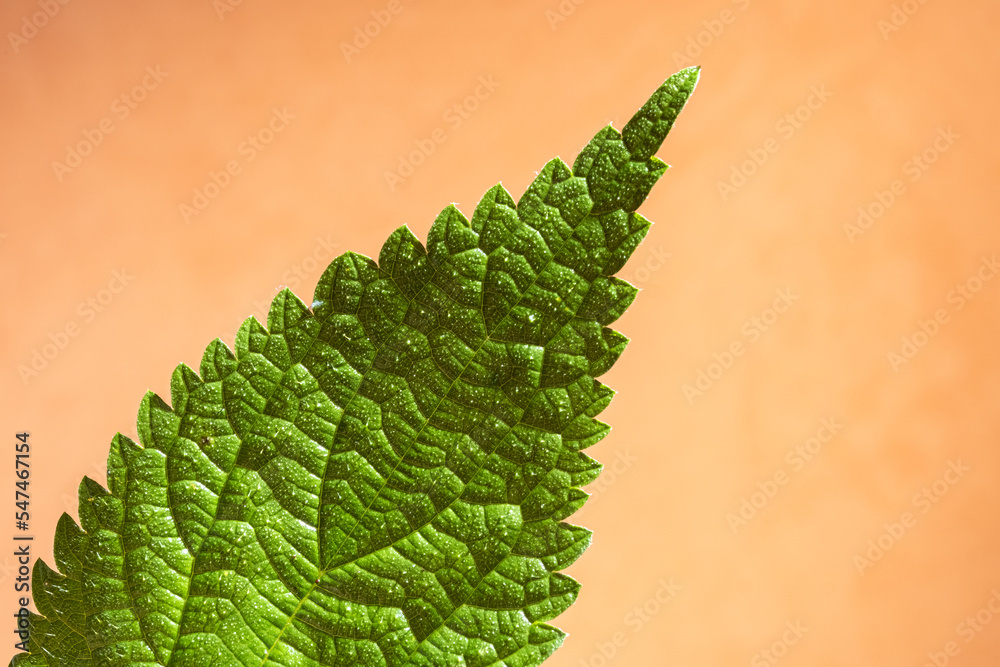 Naklejka premium Macro photo of nettle leaf on orange background. Botanical pattern and texture