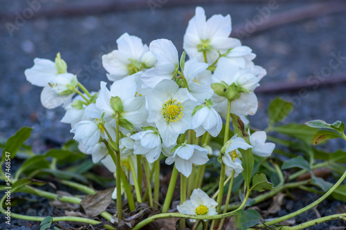 Φωτογραφία Helleborus niger black hellebore white pink early winter flowering plant, amazin