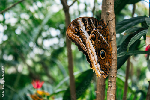 Butterfly House at the island of Mainau.