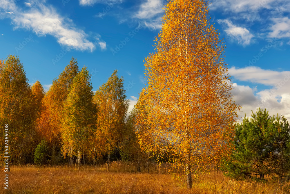 Bright autumn birch forest on a sunny day.