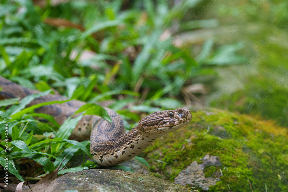 Obraz premium snake in the grass