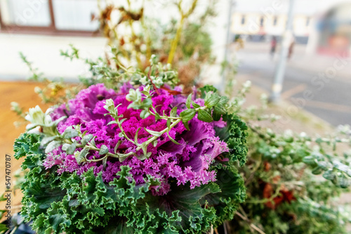 Purple flowers bloom on a background of green leaves © Jorens
