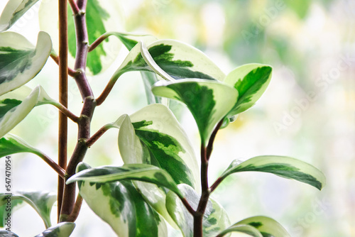 Wallpaper Mural Peperomia obtusifolia on a windowsill near the window, stem and green leaves of an indoor flower close-up, top view Torontodigital.ca
