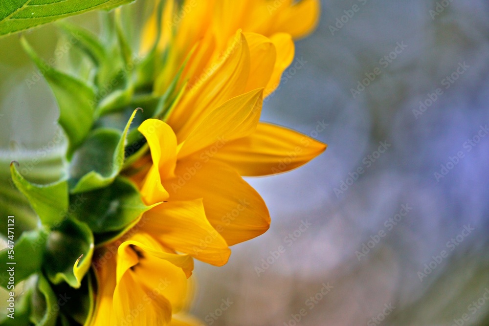Obraz premium Nahaufnahme Sonnenblume