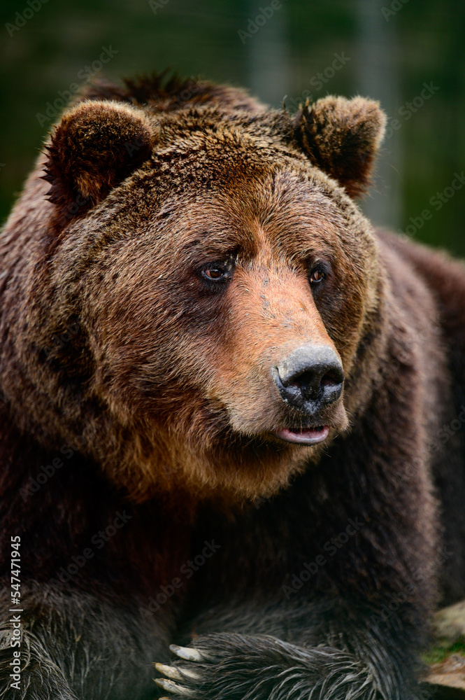 Brown bear is a wild and dangerous animal, resting after a walk.