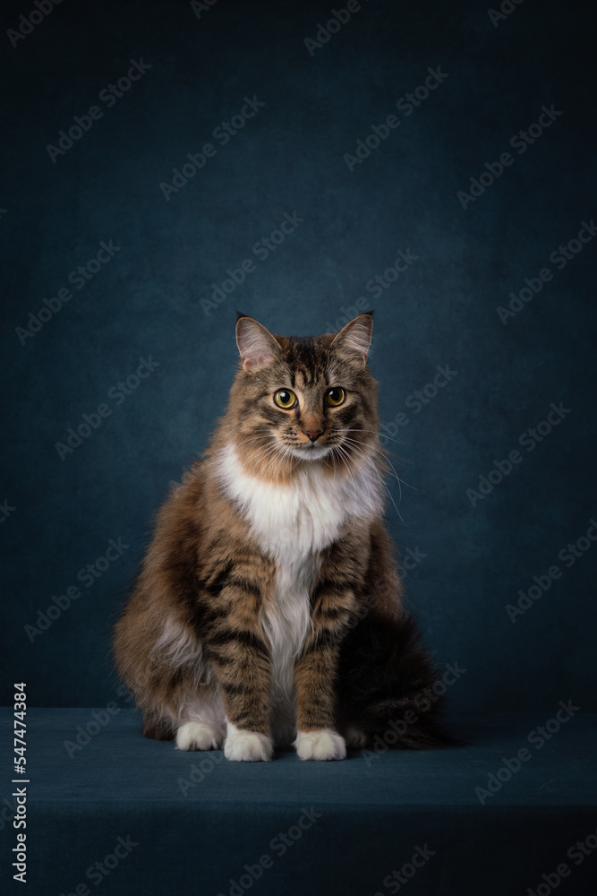 Fototapeta premium portrait of a cat on a blue background