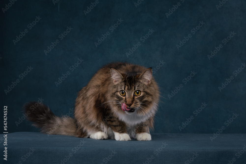 portrait of a cat on a blue background