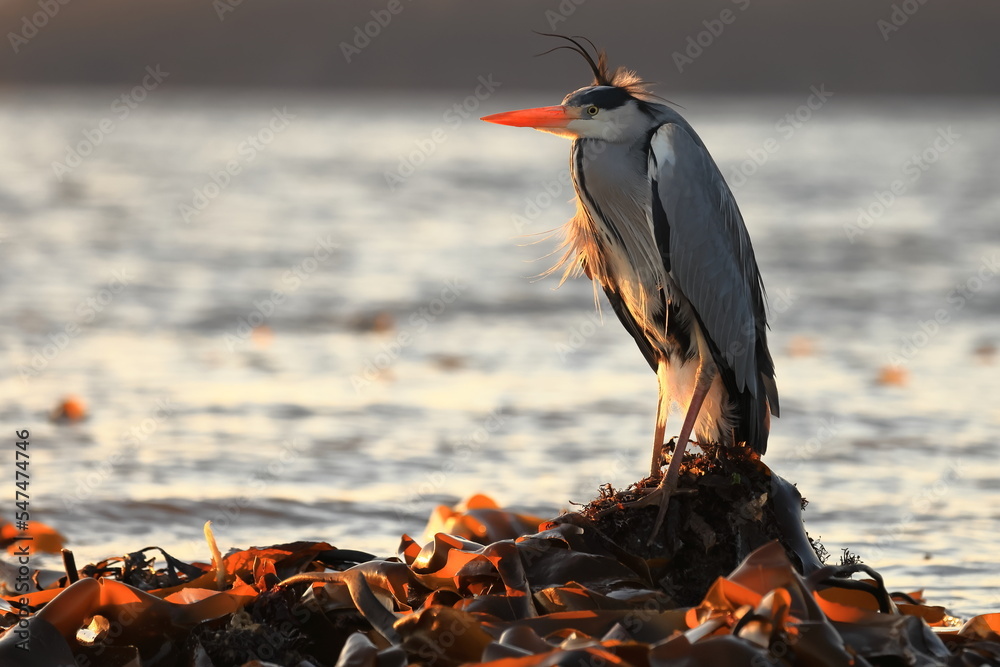 Φωτογραφία Ardea herodias,  Great Blue Heron close up by the shore in Scotland Moray firth in the orange lite sunset