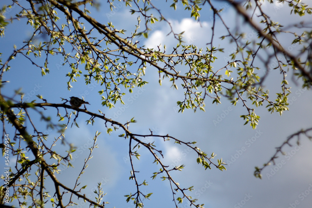 Spring background with blue sky though branches of a tree. Selective focus Spring background with blue sky though branches of a tree. Selective focus