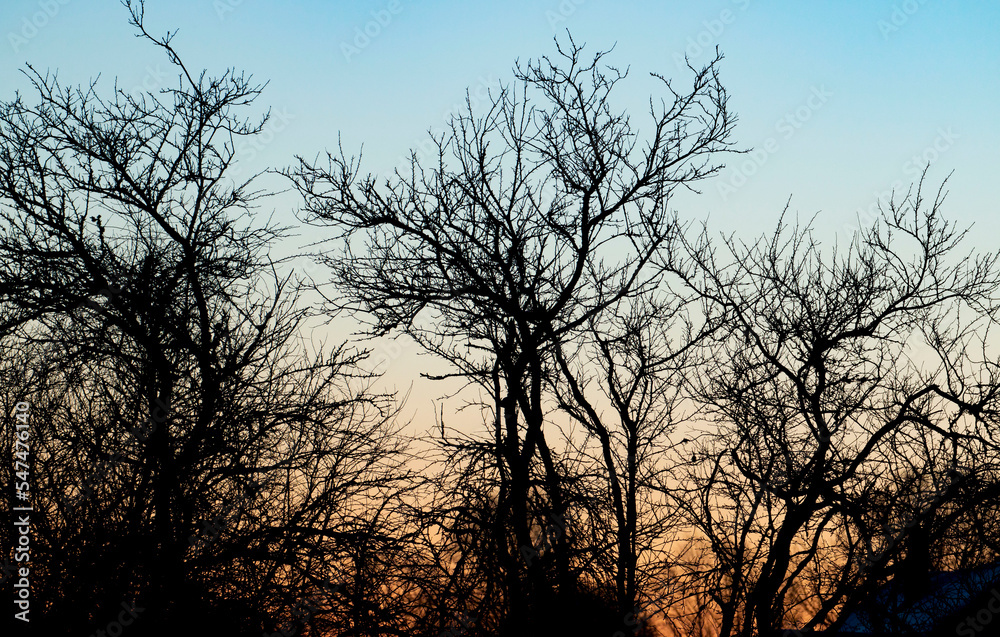 silhouette of a tree at sunset silhouette of a tree at sunset
