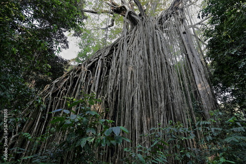 Curtain Fig Tree-giant rainforest strangler fig near Yungaburra town. Queensland-Australia-269 photo