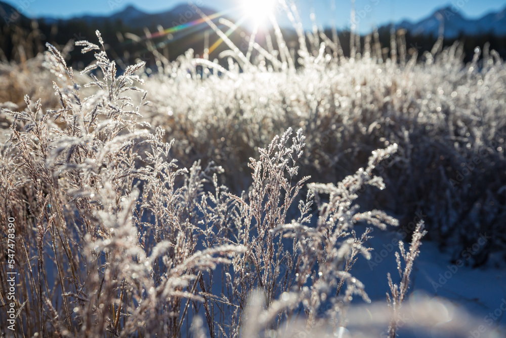 Frozen meadow