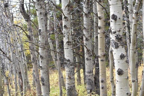 White Birch Forest in Montana in Autumn