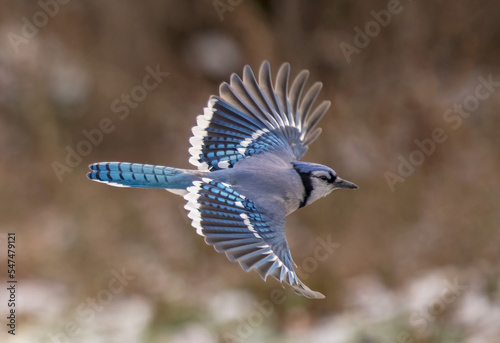 Photo blue jay flying