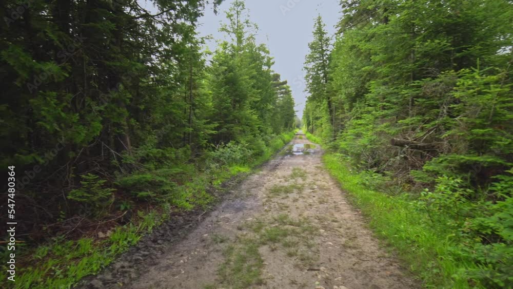 Country road in wild pine forest. Traveling and exploring nature at countryside. Forest trail scene landscape. Woodland path or single lane road and tall wild spruce green trees. Idyllic forest scene Country road in wild pine forest. Traveling and exploring nature at countryside. Forest trail scene landscape. Woodland path or single lane road and tall wild spruce green trees. Idyllic forest scene