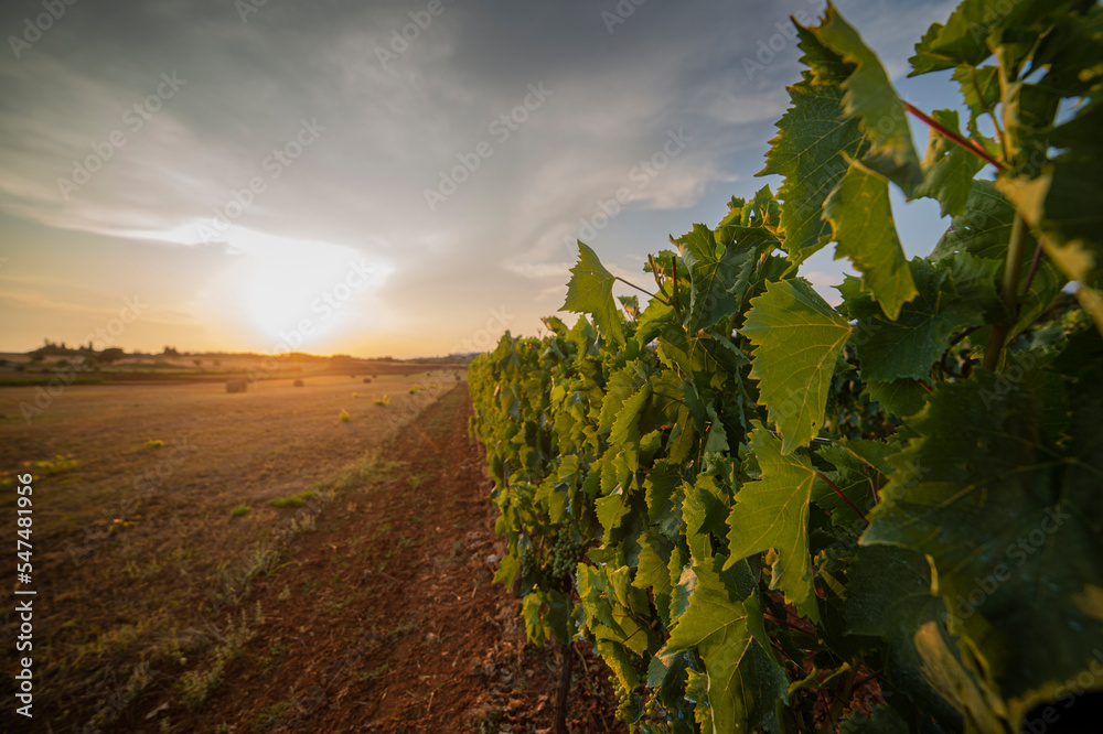 Naklejka premium View of a green grape plantation on the Istrian peninsula
