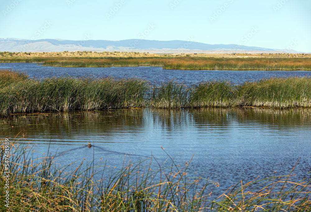 A prairie marsh with a swimming duck water birds A prairie marsh with a swimming duck water birds