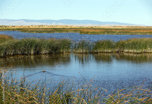 A prairie marsh with a swimming duck water birds