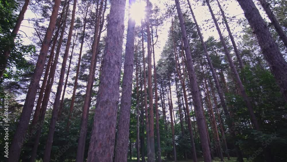 Bottom view of pine trees at summer, green trees in the wild forest in rural Canada. Tall spruce trees in evergreen forest against blue sky. Bottom view of pine trees at summer, green trees in the wild forest in rural Canada. Tall spruce trees in evergreen forest against blue sky.