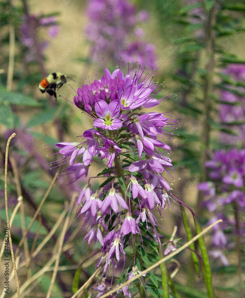 Rocky Mountain Beeplant with a Tri Colored Bee buzzing around Rocky Mountain Beeplant with a Tri Colored Bee buzzing around