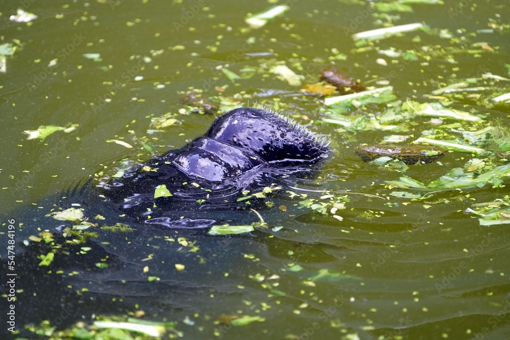Amazonian manatee (Trichechus inunguis) is a species of manatee that