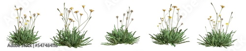 Set of grass bushes isolated. Autumn Hawkbit. Scorzoneroides autumnalis. 3D illustration