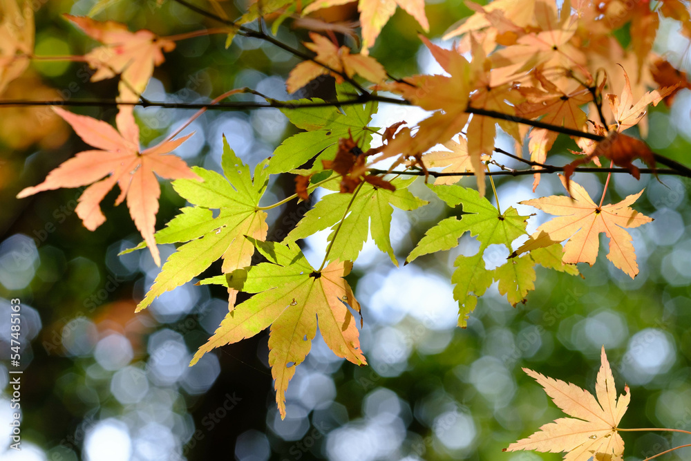 Obraz premium 秋の紅葉が始まり、赤・黄・オレンジ・緑のグラデーションが美しい