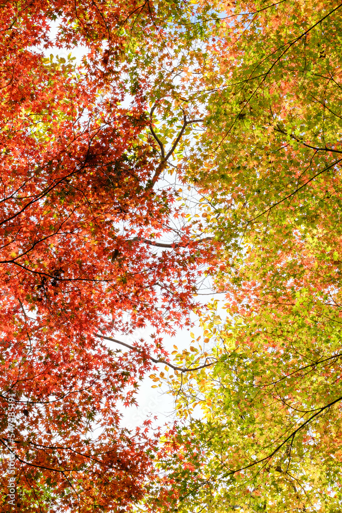秋の紅葉が始まり、赤・黄・オレンジ・緑のグラデーションが美しい