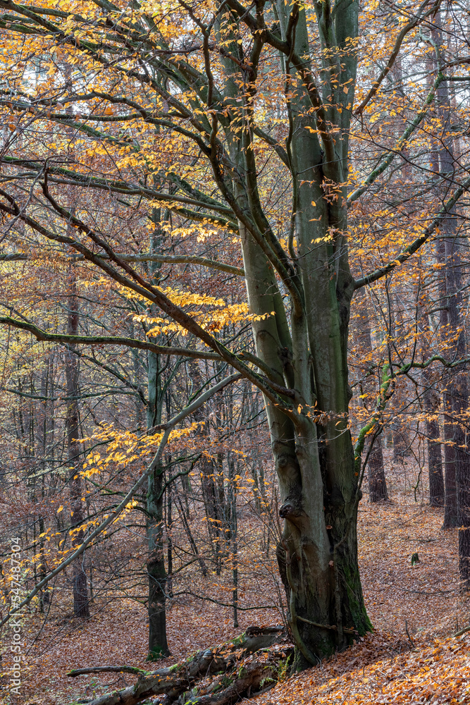 Large deciduous trees in an autumn scenery.