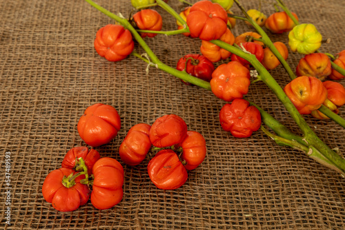 Bitter tomato - Ethiopian eggplant (Solanum aethiopicum) vegetable branch. photo