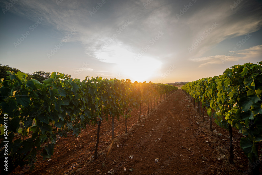 Panoramic view of a grape plantation on the Istrian peninsula