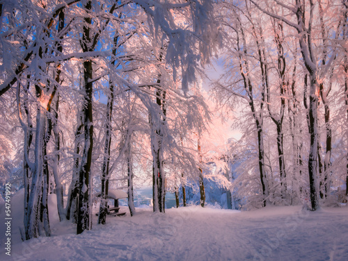 Winter snowy landscape with fresh snow covered trees,rime and mountain forest at winter sunny day. Czech republic.  . © Jansk