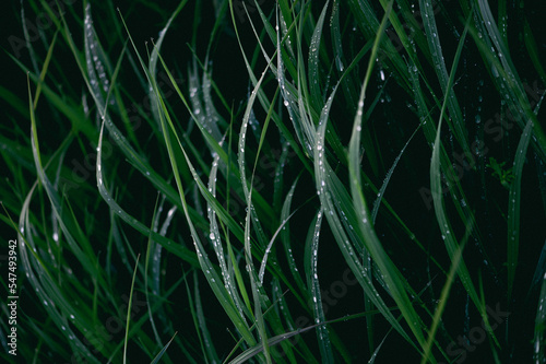 fresh green grass with water drops close up, green grass with dewdrop after a rain