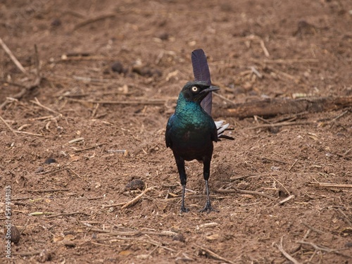 Closeup of a Burchells starling or Lamprotornis Australis standing on the ground at Bandia Reserve photo