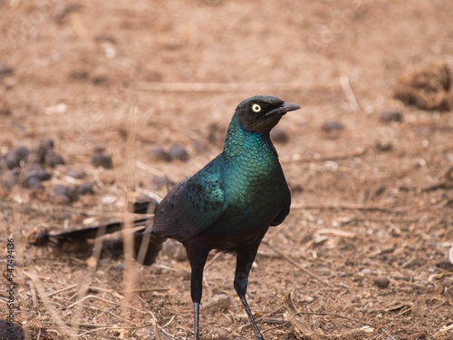 Closeup of a Burchells starling or Lamprotornis Australis standing on the ground at Bandia Reserve photo