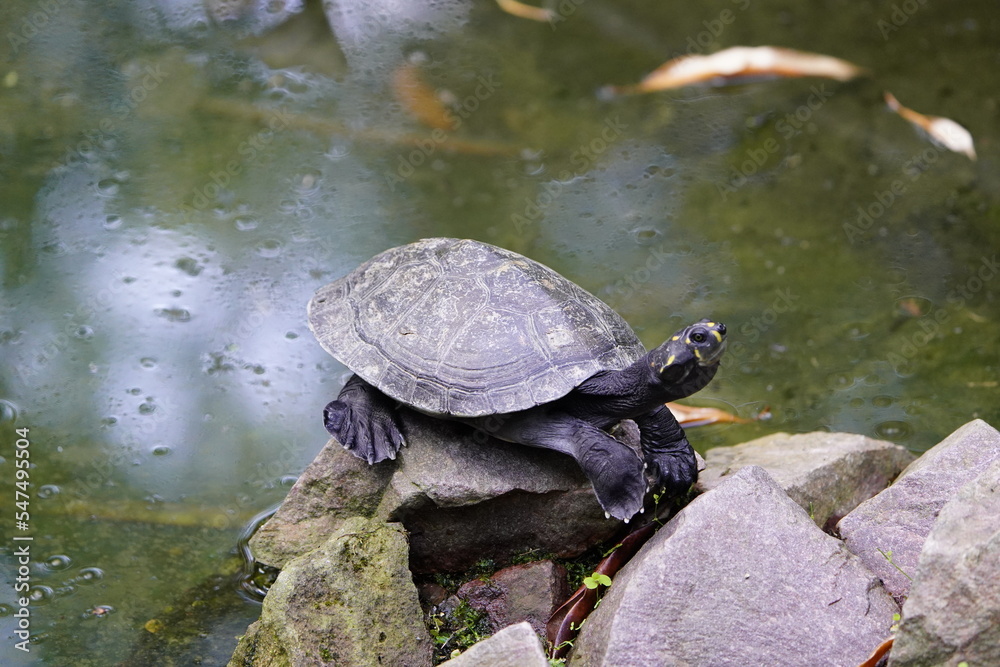 Tortoise (Chelonoidis denticulata) is one of two species of tortoise or tortoise. Testudinidae family. Manaus – Amazon, Brazil. Tortoise (Chelonoidis denticulata) is one of two species of tortoise or tortoise. Testudinidae family. Manaus – Amazon, Brazil.
