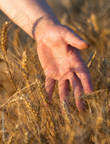 Farmer goes and touches his crop with hand
