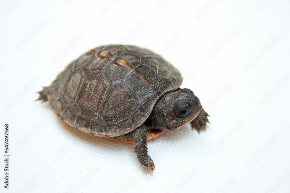 A turtle A turtle