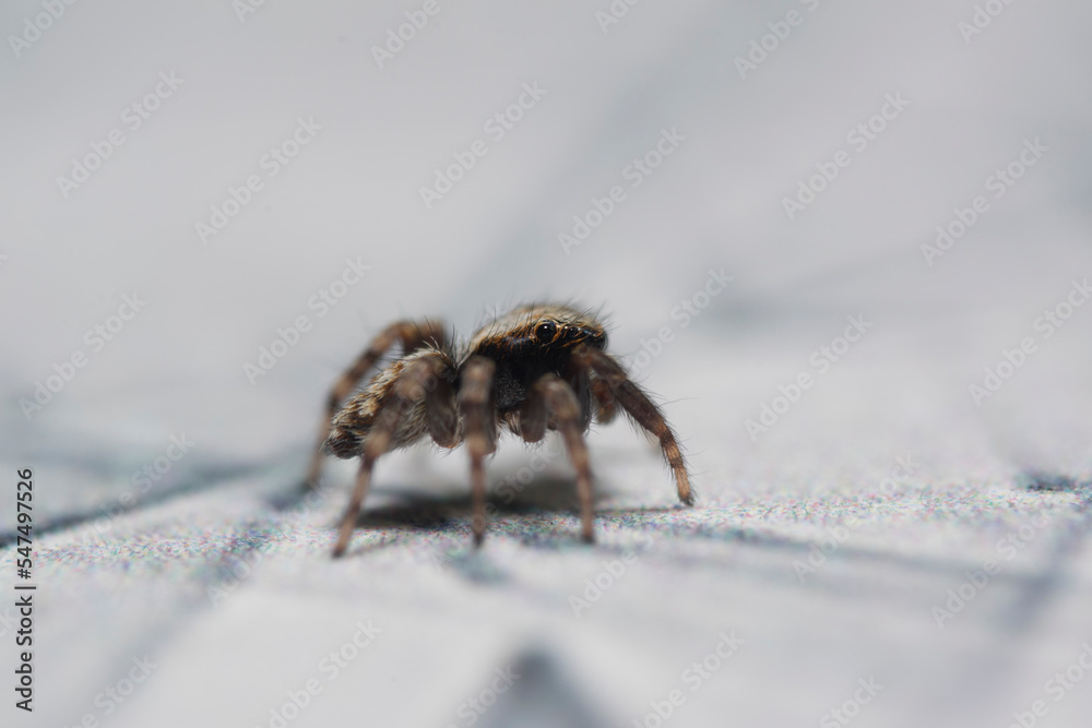 Artistic close ups of a jumping spider or Salticidae, a common spider species all over the world. Very cute spider and very friendly. Artistic close ups of a jumping spider or Salticidae, a common spider species all over the world. Very cute spider and very friendly.