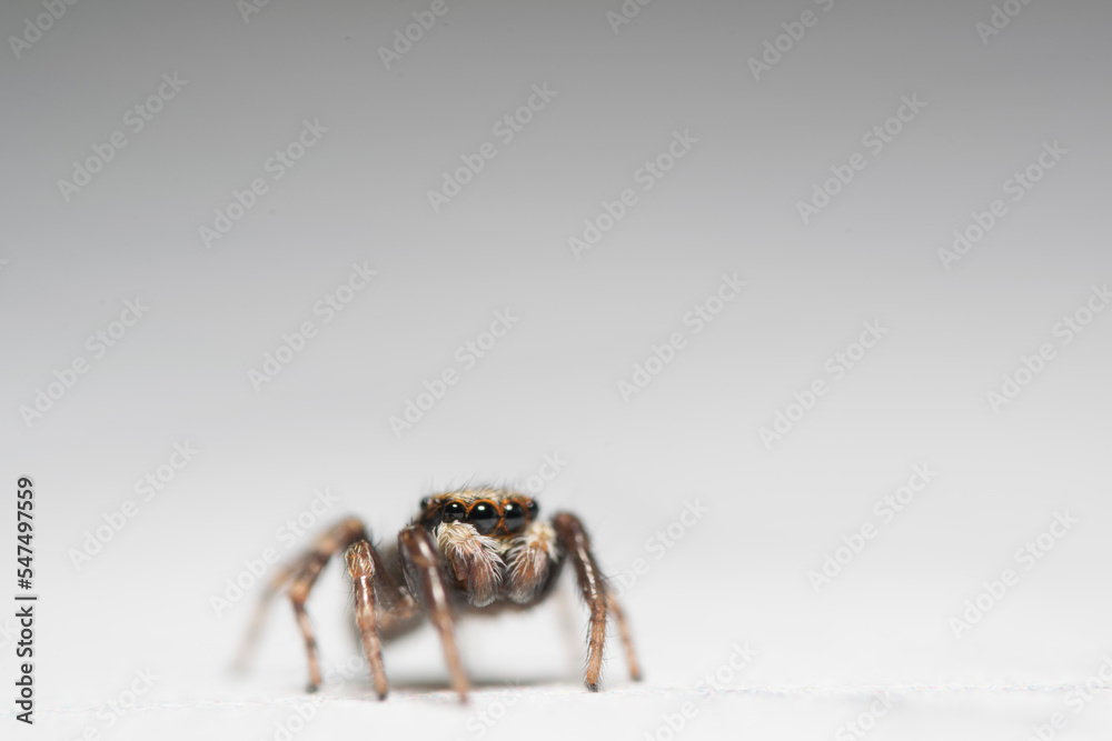 Artistic close ups of a jumping spider or Salticidae, a common spider species all over the world. Very cute spider and very friendly. Artistic close ups of a jumping spider or Salticidae, a common spider species all over the world. Very cute spider and very friendly.