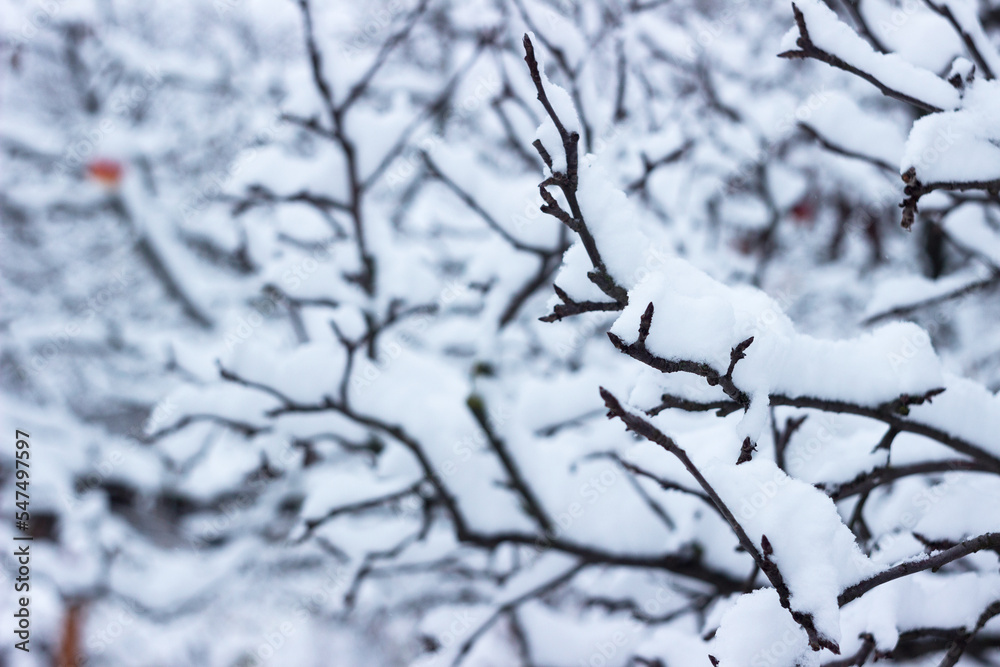 Tree branches in snow in winter, background