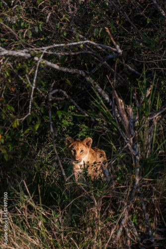 Lion Cub in the Sunlight