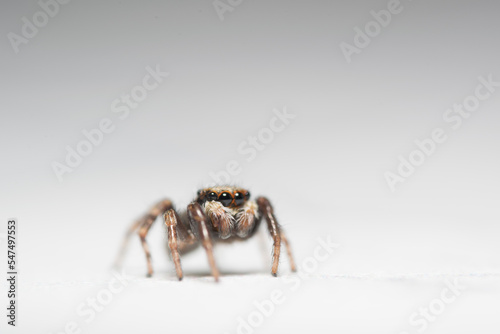 Artistic close ups of a jumping spider or Salticidae, a common spider species all over the world. Very cute spider and very friendly.