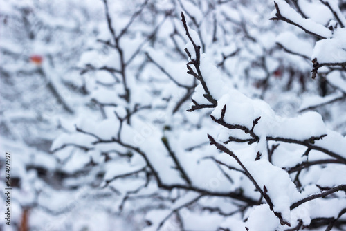 Tree branches in snow in winter, background © lyudmilka_n