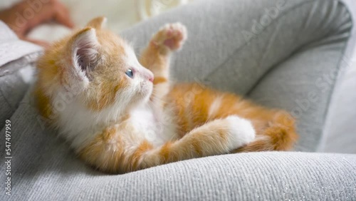 Sweet fluffy little ginger kitty with blue eyes sitting at the child's feet.
