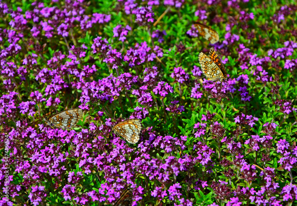 Naklejka premium kwitnąca macierzanka piaskowa, Thymus serpyllum, motyle na macierzance, tymianek dziki, przeplatka (Melitaea), closeup with flowers of Thymus, butterflies on Thymus flowers