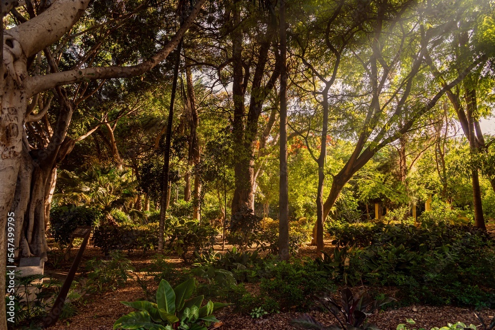 Vista naturaleza pequeño bosque en mitad de la cuidad en verano, islas Canarias, Parque García Sanabria, Santa Cruz de Tenerife, España Vista naturaleza pequeño bosque en mitad de la cuidad en verano, islas Canarias, Parque García Sanabria, Santa Cruz de Tenerife, España
