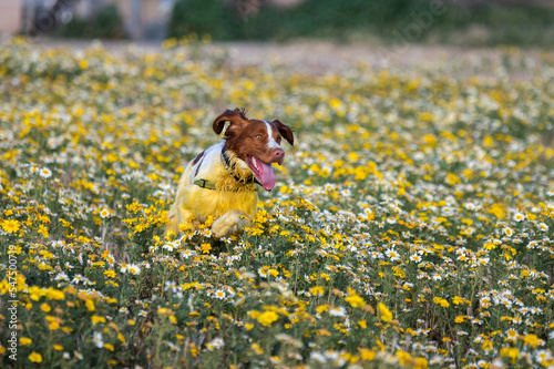 Brittany Spaniel dog running in a flower field with tongue out and ear flopping covered in yellow pollen in late afternoon