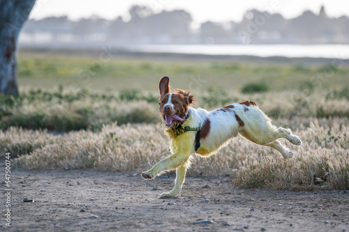Brittany Spaniel dog running in a field with tongue out and ear flopping covered in yellow pollen in late afternoon